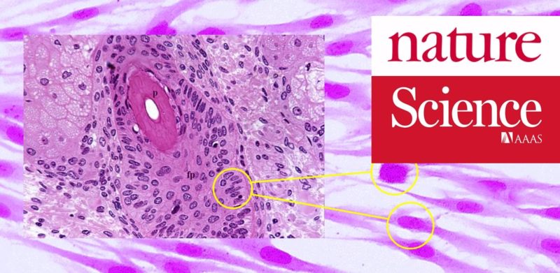 Fibroblasti e ricrescita capelli